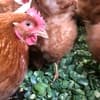 サムネイル 7