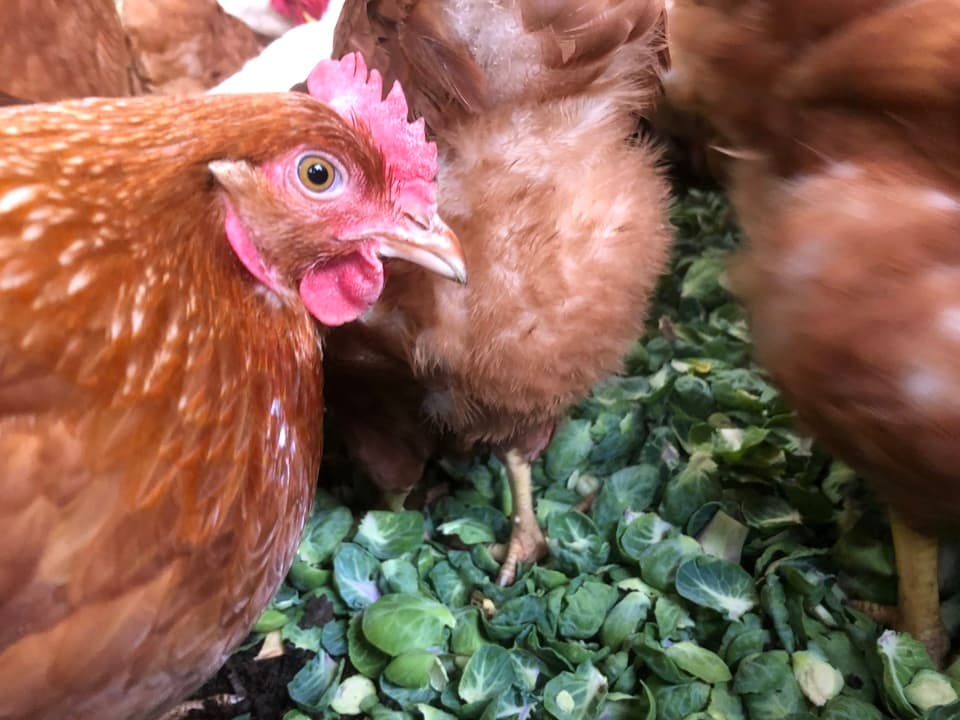 「みんなのたまご」 3色カラフルな平飼い卵の詰め合わせ