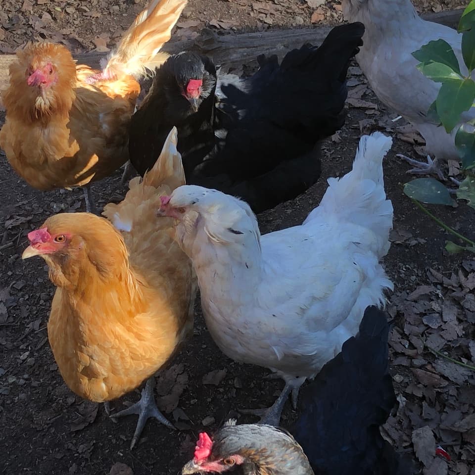 「みんなのたまご」 3色カラフルな平飼い卵の詰め合わせ