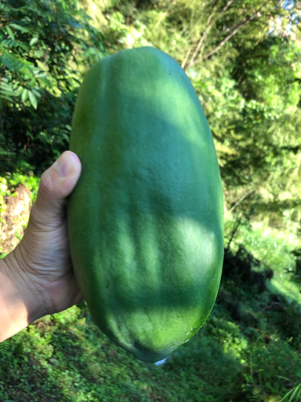 青パパイヤ(農薬、化学肥料無使用) 約1Kg(1〜2個) おやまの農園ほーん