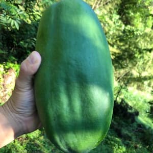 青パパイヤ(農薬、化学肥料無使用)  約1.5Kg(2〜3個)の口コミ・レビュー(さぁさん)