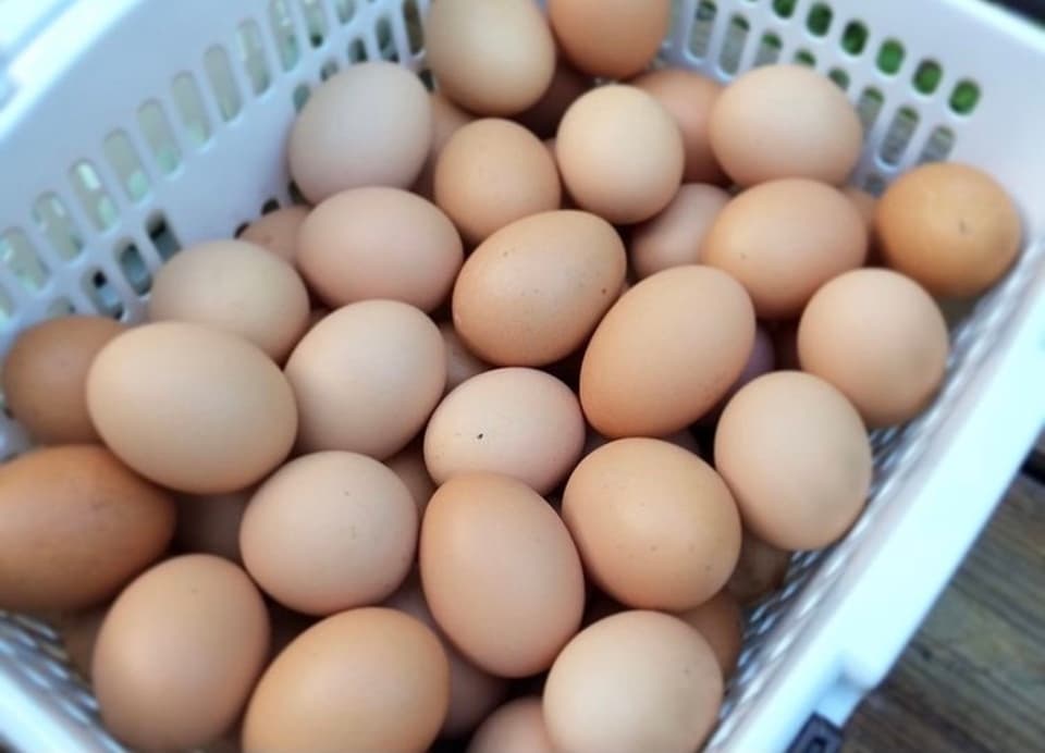 平飼い有精卵【おやまの農園ほーんびるの大寒卵】10個入り