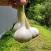サムネイル 1