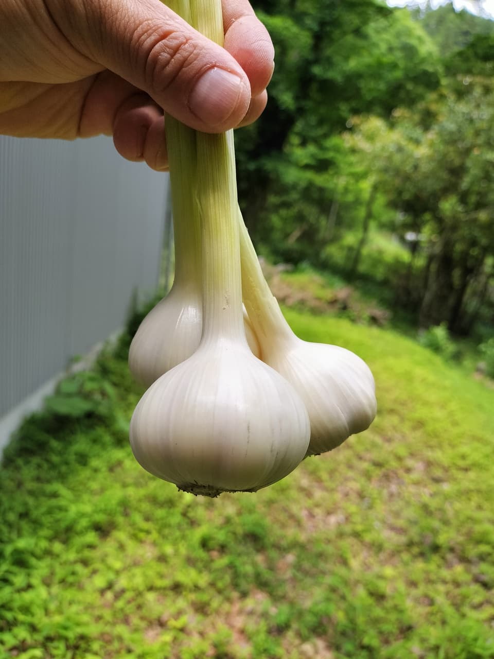 生ニンニク  500g    農薬、化学肥料不使用