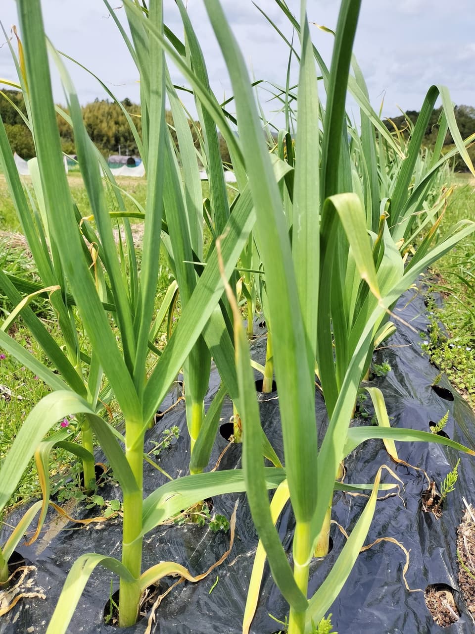 生ニンニク  500g    農薬、化学肥料不使用
