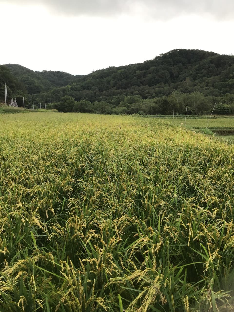 【令和7年度産】 馬耕米「ゆきひかり」北海道産（玄米・7分づき・白米/1kg/3kg/5kg）農薬・化学肥料不使用