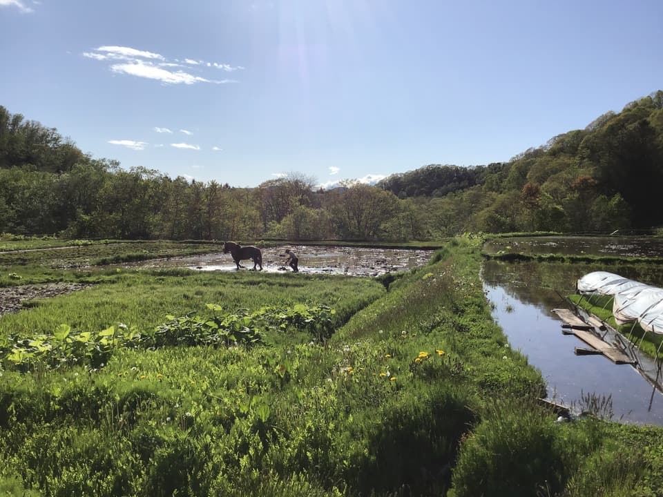 【令和7年度産】 馬耕米「ゆきひかり」北海道産（玄米・7分づき・白米/1kg/3kg/5kg）農薬・化学肥料不使用