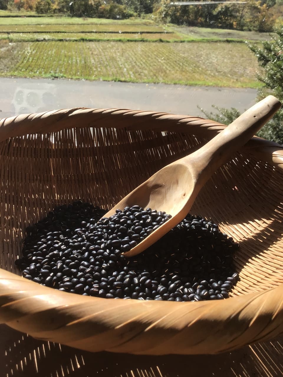 馬耕　自然栽培　黒小豆