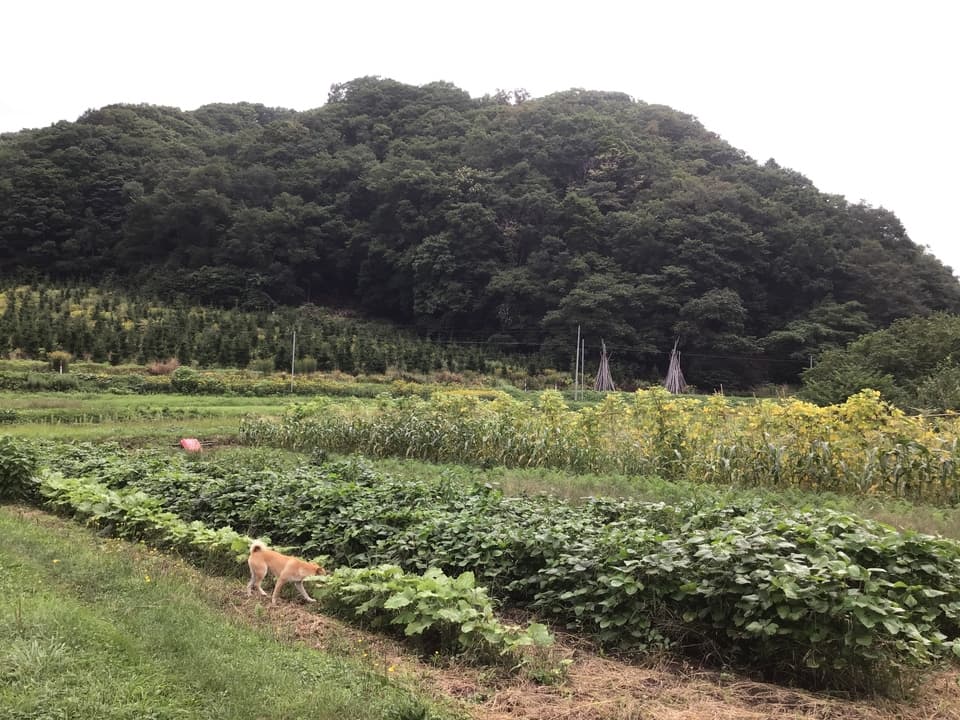 馬耕　自然栽培　黒小豆