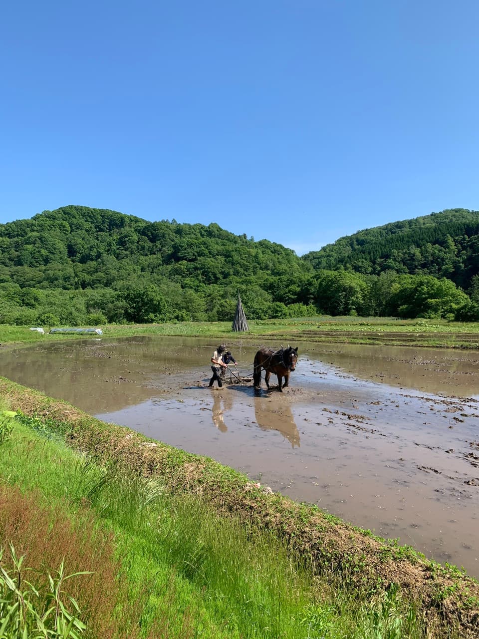 【令和7年度産】 馬耕米「ゆきひかり」北海道産（玄米・7分づき・白米/1kg/3kg/5kg）農薬・化学肥料不使用