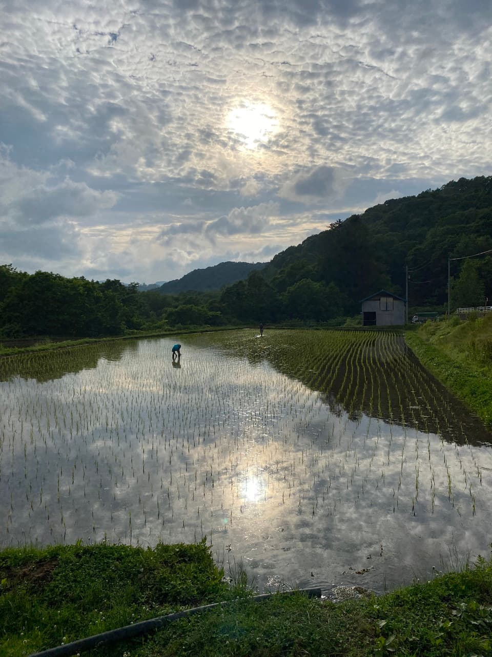 【令和7年度産】 馬耕米「ゆきひかり」北海道産（玄米・7分づき・白米/1kg/3kg/5kg）農薬・化学肥料不使用