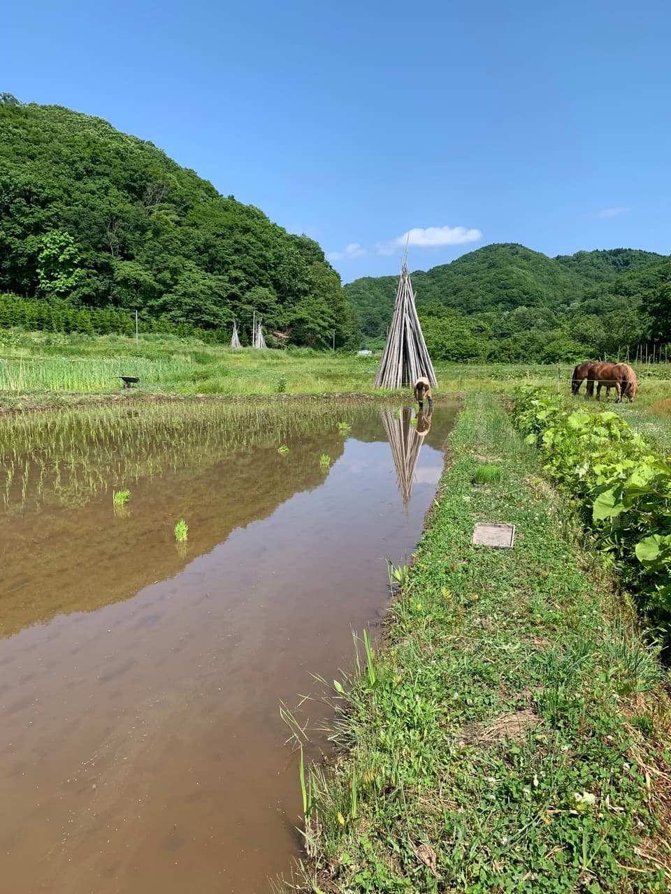 【令和7年度産】 馬耕米「ゆきひかり」北海道産（玄米・7分づき・白米/1kg/3kg/5kg）農薬・化学肥料不使用