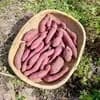 規格外品 5kg