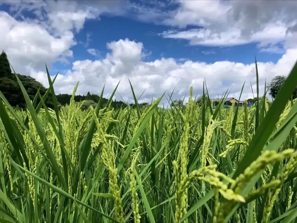 令和７年産  / 天日干し湧水こしひかり玄米＜農薬・化成肥料・堆肥・除草剤不使用栽培＞