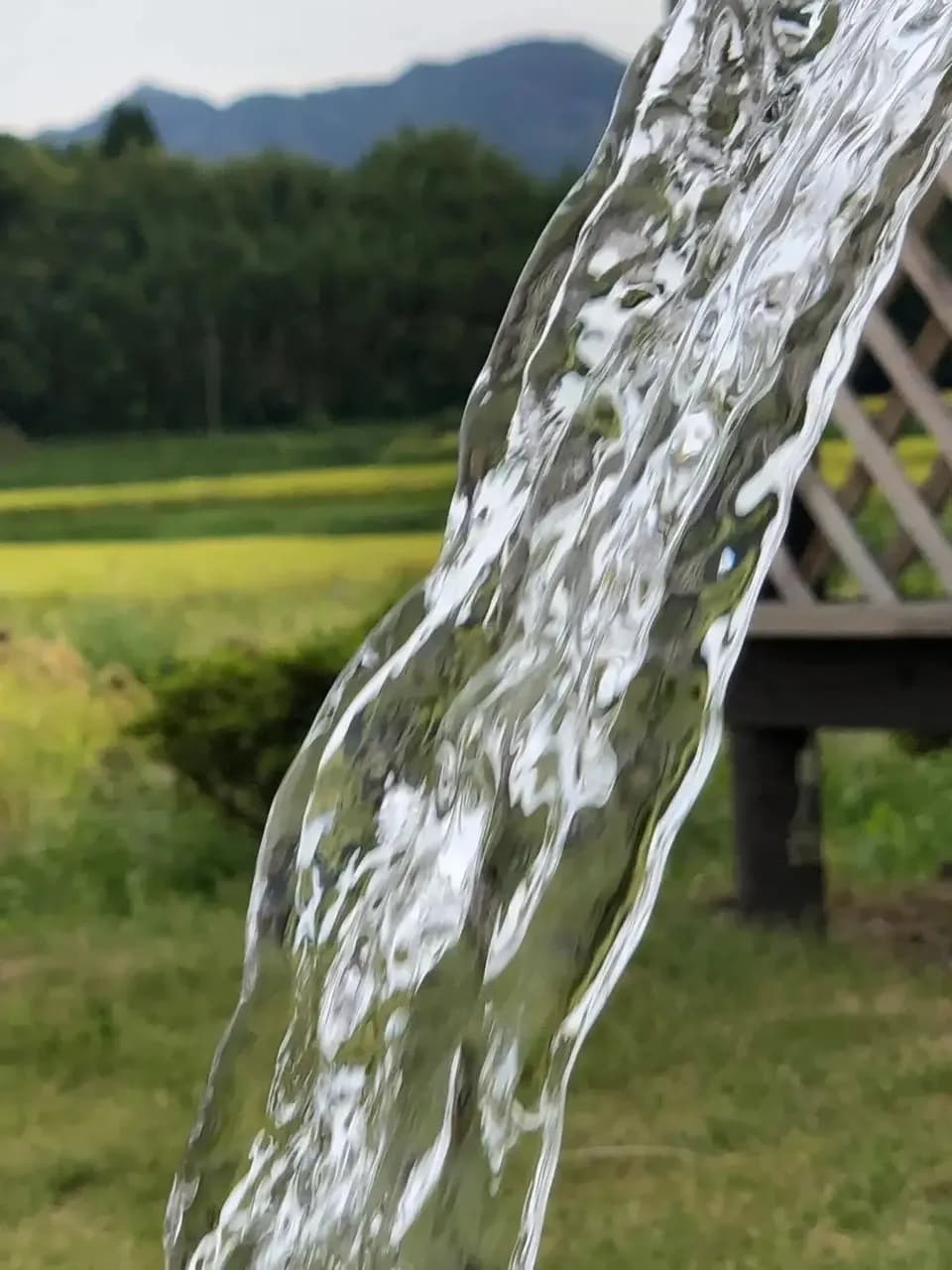 令和７年産  / 天日干し湧水こしひかり玄米＜農薬・化成肥料・堆肥・除草剤不使用栽培＞