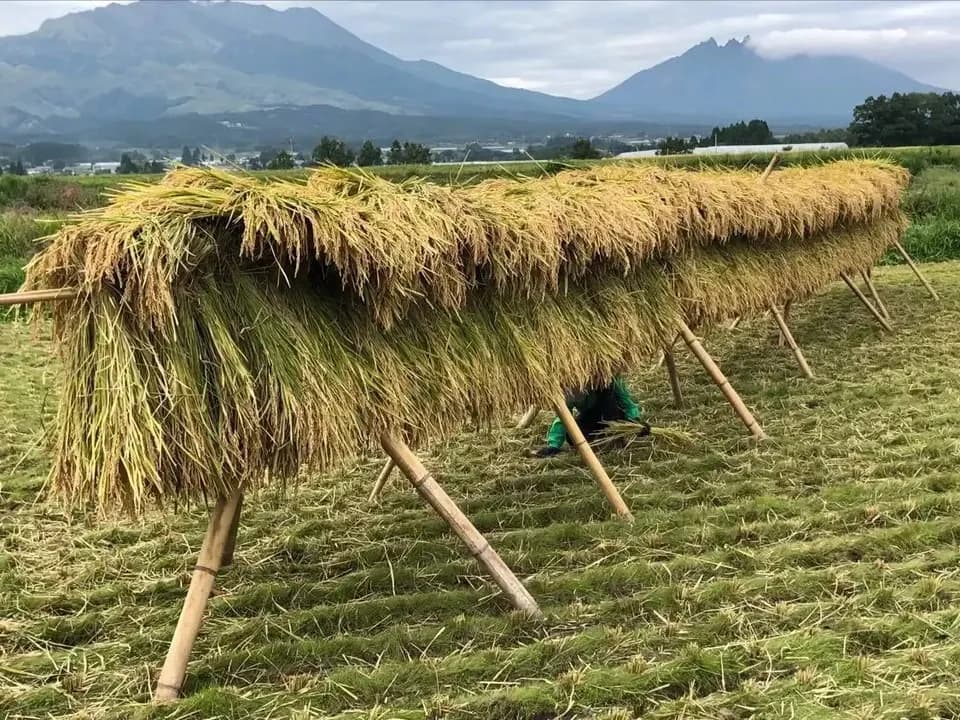 令和７年産  / 天日干し湧水こしひかり玄米＜農薬・化成肥料・堆肥・除草剤不使用栽培＞