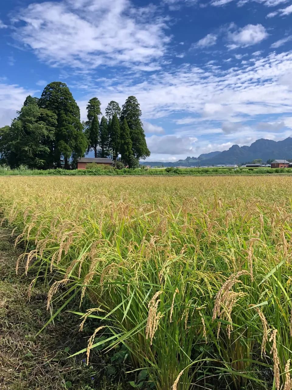 令和７年産  / 天日干し湧水こしひかり玄米＜農薬・化成肥料・堆肥・除草剤不使用栽培＞
