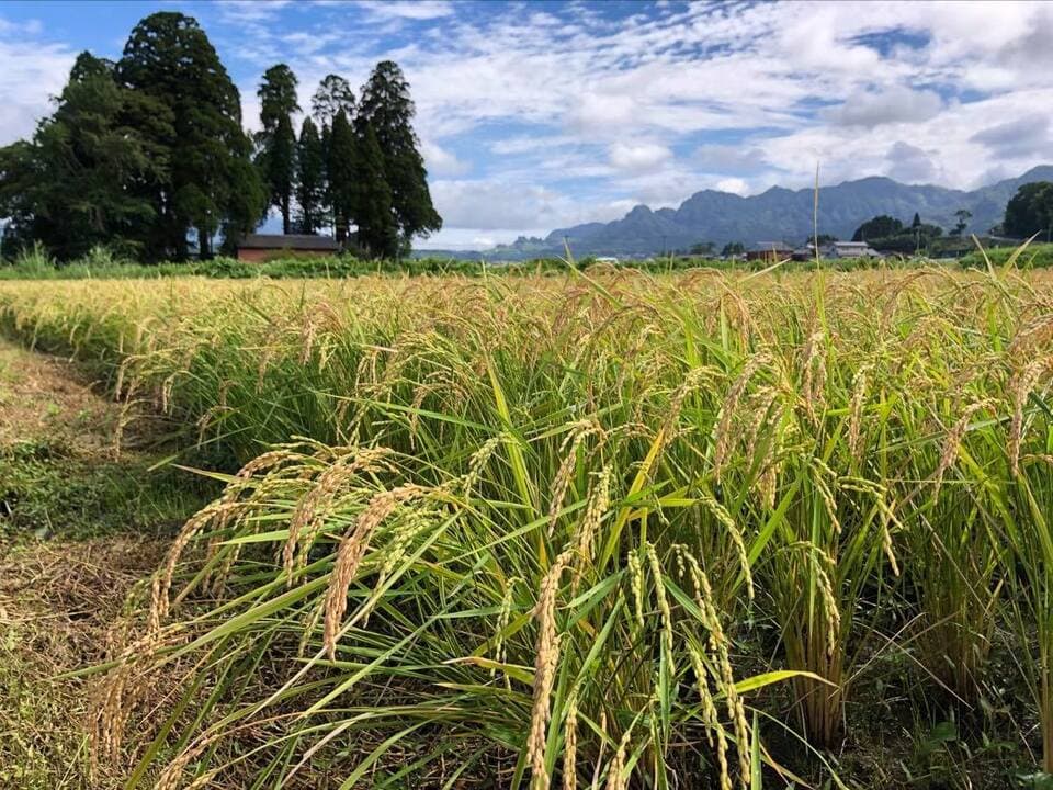 令和７年産  / 天日干し湧水こしひかり精米 ＜農薬・化成肥料・堆肥・除草剤不使用栽培＞