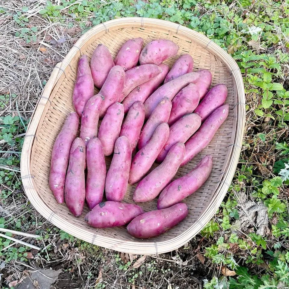 令和7年産・南阿蘇産【熟成紅はるか】 (農薬・化成肥料・除草剤・堆肥不使用栽培）