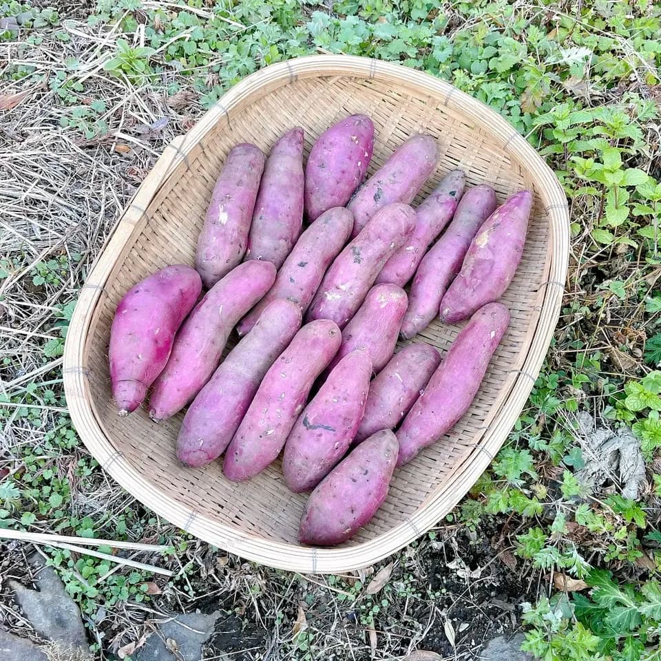 令和7年産・南阿蘇産【熟成紅はるか】 (農薬・化成肥料・除草剤・堆肥不使用栽培）