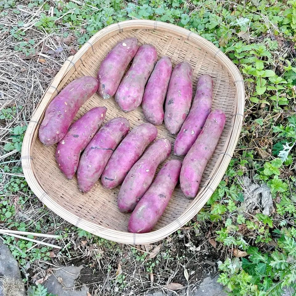 令和7年産・南阿蘇産【熟成紅はるか】 (農薬・化成肥料・除草剤・堆肥不使用栽培）