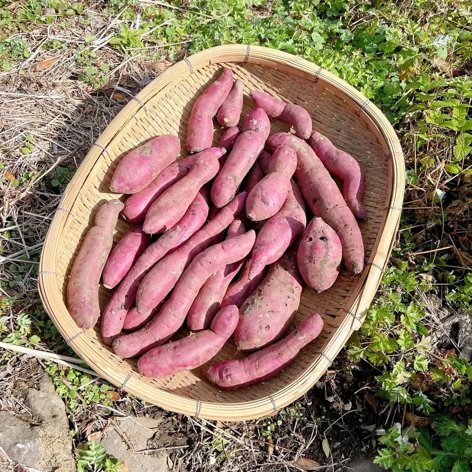 令和7年産・南阿蘇産【熟成紅はるか】 (農薬・化成肥料・除草剤・堆肥不使用栽培）