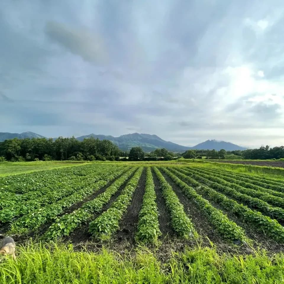 令和7年産・南阿蘇産【熟成紅はるか】 (農薬・化成肥料・除草剤・堆肥不使用栽培）