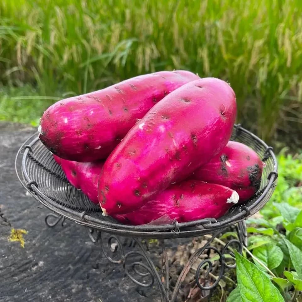 令和7年産・南阿蘇産【熟成紅はるか】 (農薬・化成肥料・除草剤・堆肥不使用栽培）