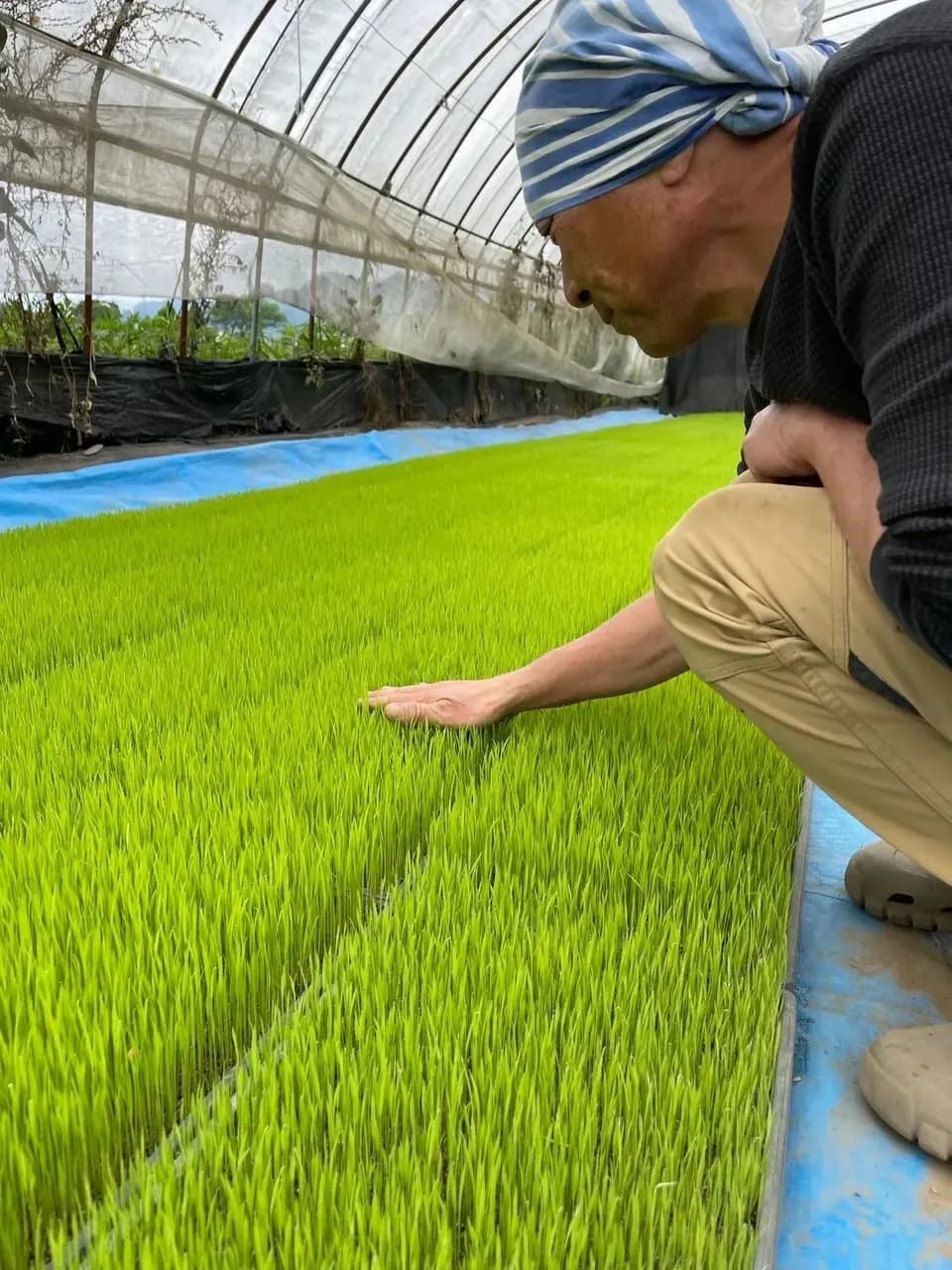 令和７年産 / こしひかり玄米＜農薬・化成肥料・堆肥・除草剤不使用栽培＞