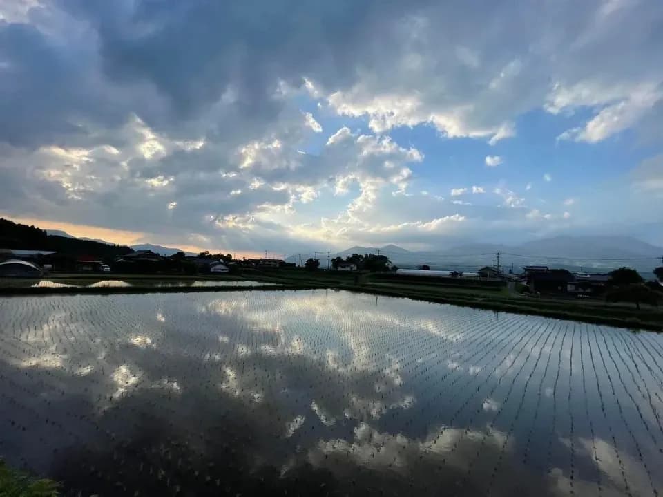 令和７年産 / こしひかり玄米＜農薬・化成肥料・堆肥・除草剤不使用栽培＞