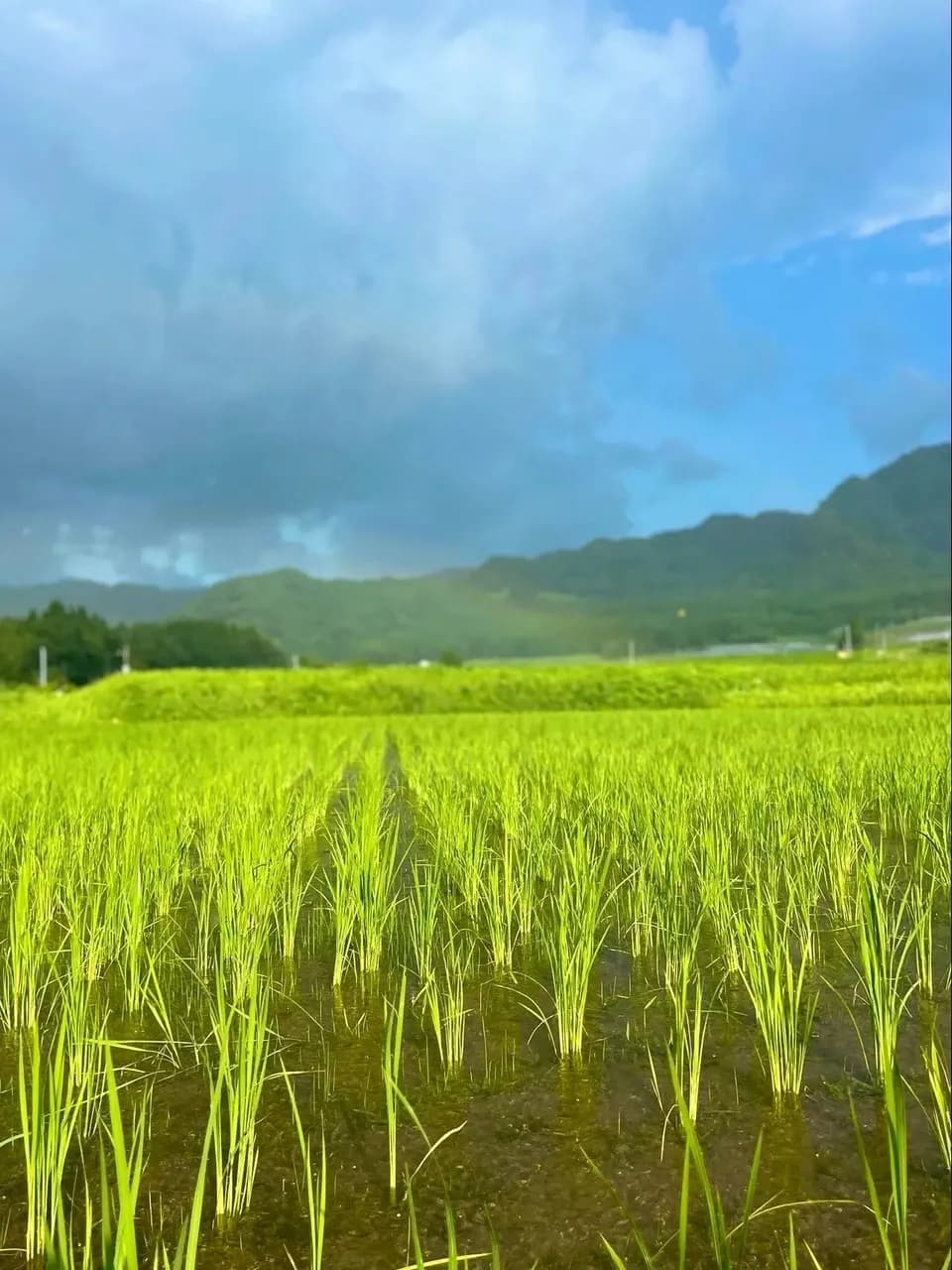 令和７年産 / こしひかり玄米＜農薬・化成肥料・堆肥・除草剤不使用栽培＞