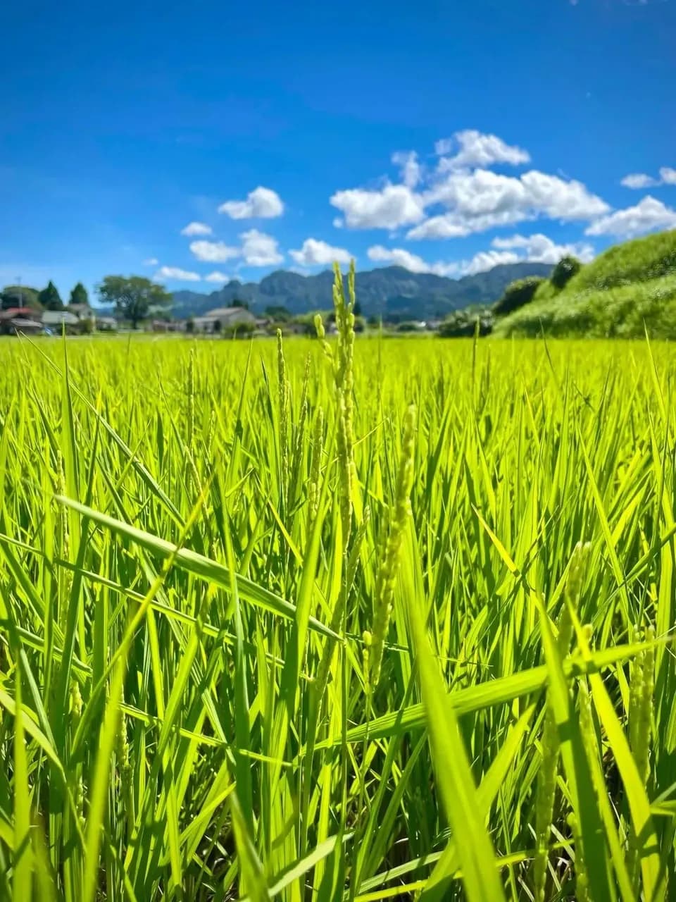 令和７年産 / こしひかり玄米＜農薬・化成肥料・堆肥・除草剤不使用栽培＞