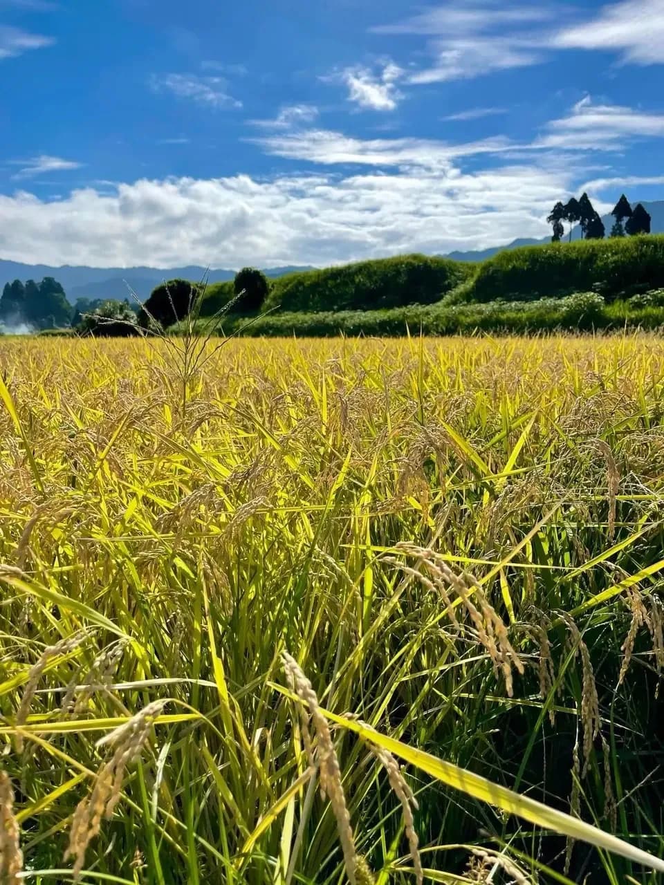 令和７年産 / こしひかり玄米＜農薬・化成肥料・堆肥・除草剤不使用栽培＞