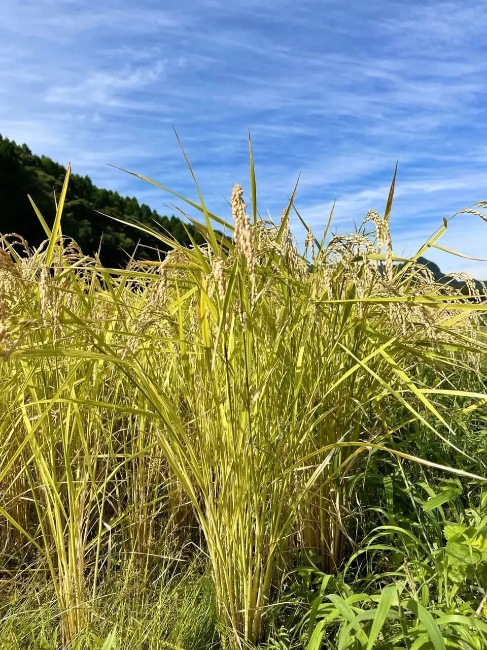 令和７年産 / こしひかり玄米＜農薬・化成肥料・堆肥・除草剤不使用栽培＞