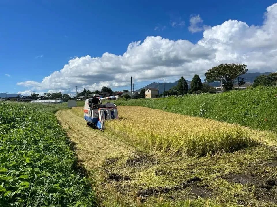 令和７年産 / こしひかり玄米＜農薬・化成肥料・堆肥・除草剤不使用栽培＞