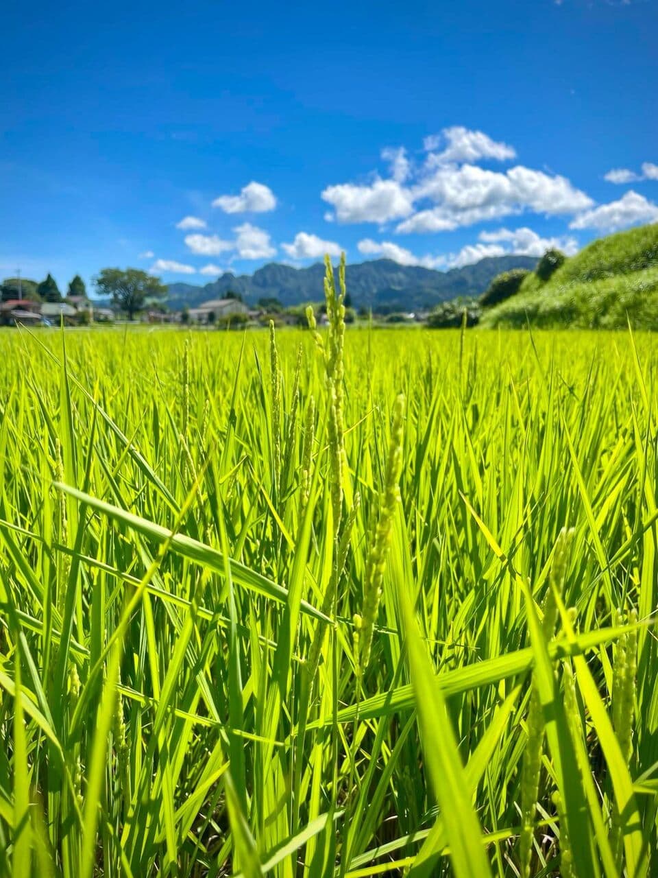 令和７年産  / こしひかり精米 ＜農薬・化成肥料・堆肥・除草剤不使用栽培＞