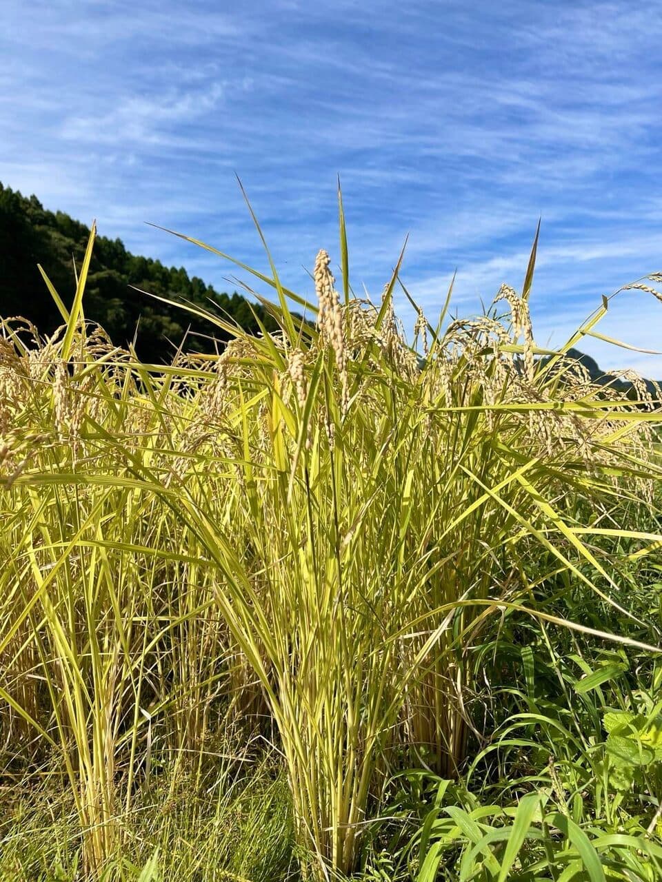 令和７年産  / こしひかり精米 ＜農薬・化成肥料・堆肥・除草剤不使用栽培＞