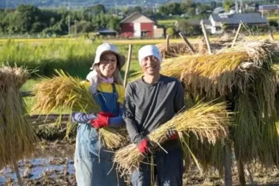 令和７年産  / 天日干し湧水こしひかり玄米＜農薬・化成肥料・堆肥・除草剤不使用栽培＞