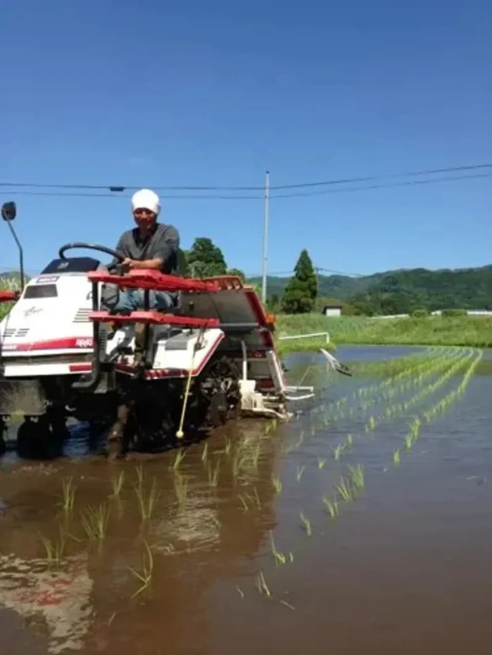 令和７年産  / 天日干し湧水こしひかり玄米＜農薬・化成肥料・堆肥・除草剤不使用栽培＞