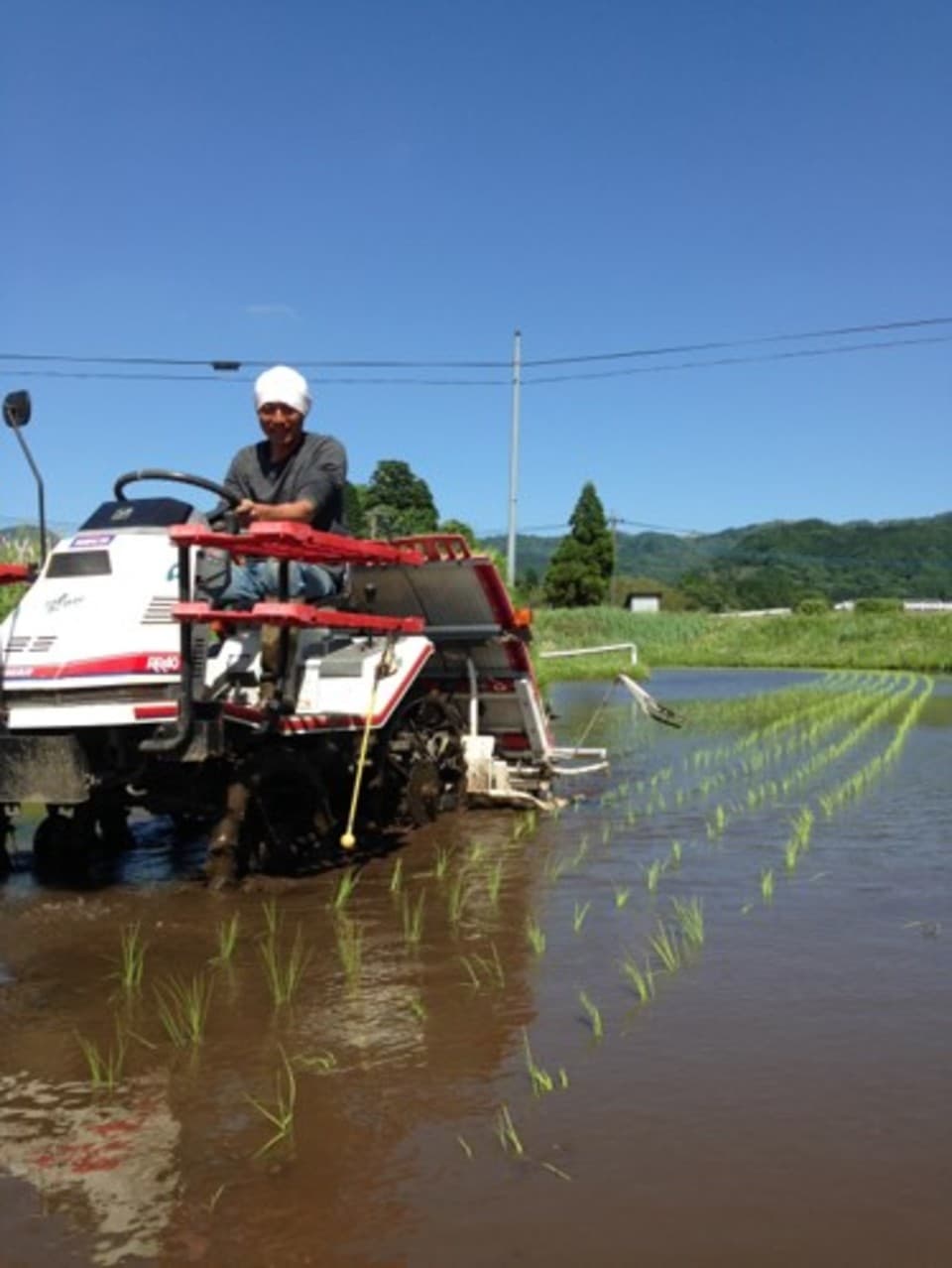 令和７年産  / 天日干し湧水こしひかり精米 ＜農薬・化成肥料・堆肥・除草剤不使用栽培＞