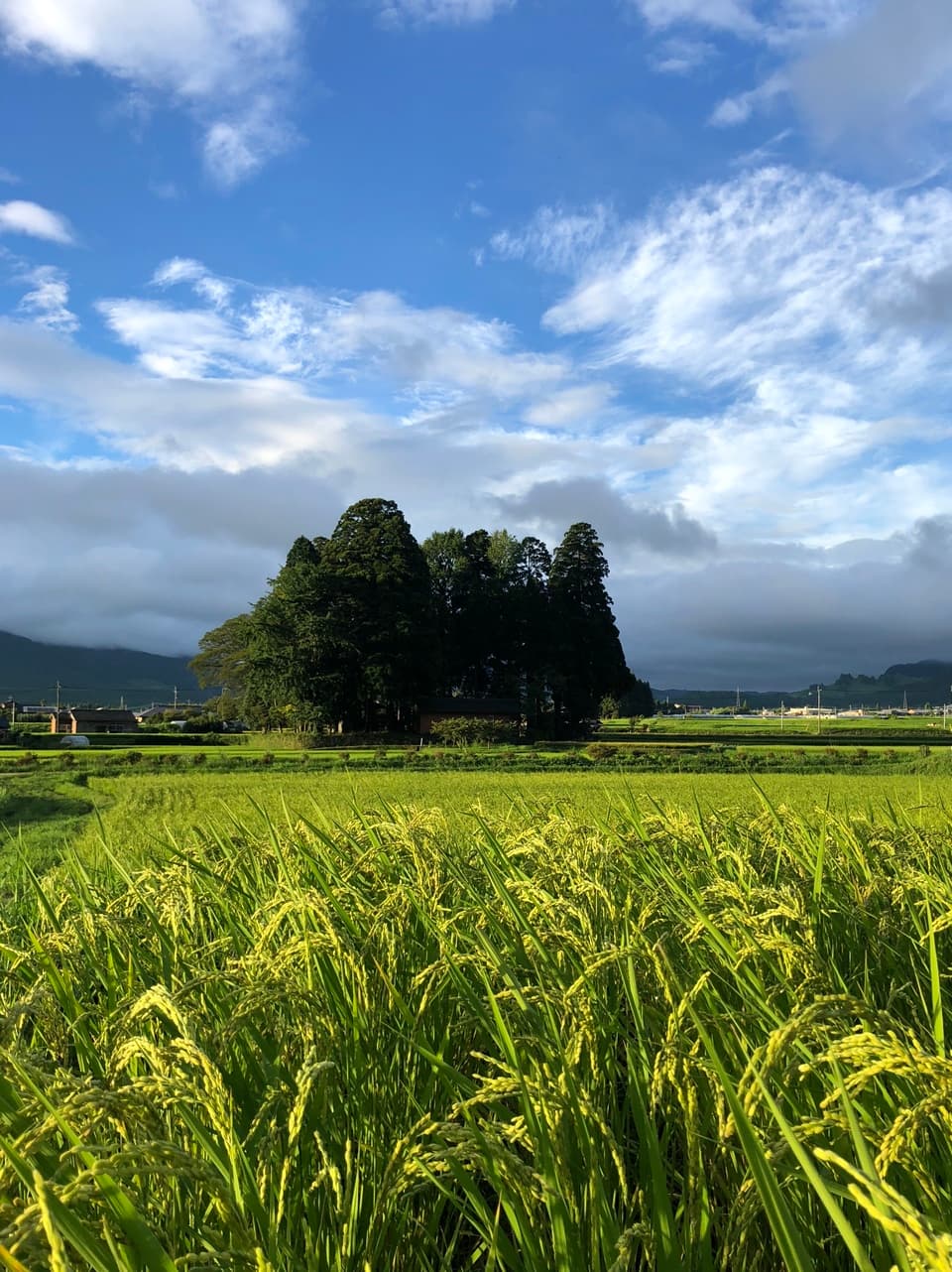 令和７年産  / 天日干し湧水こしひかり精米 ＜農薬・化成肥料・堆肥・除草剤不使用栽培＞