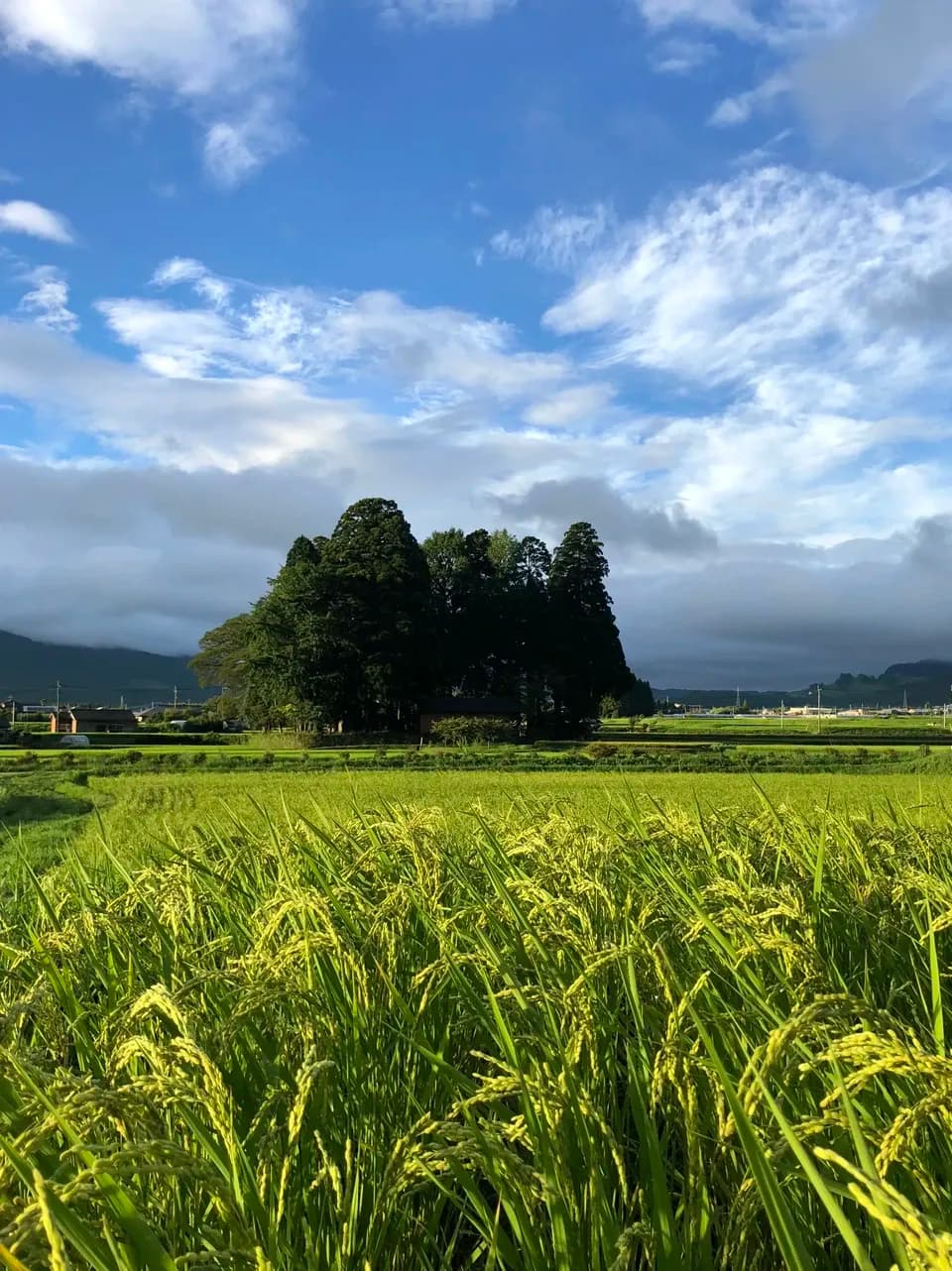 令和７年産  / 天日干し湧水こしひかり玄米＜農薬・化成肥料・堆肥・除草剤不使用栽培＞