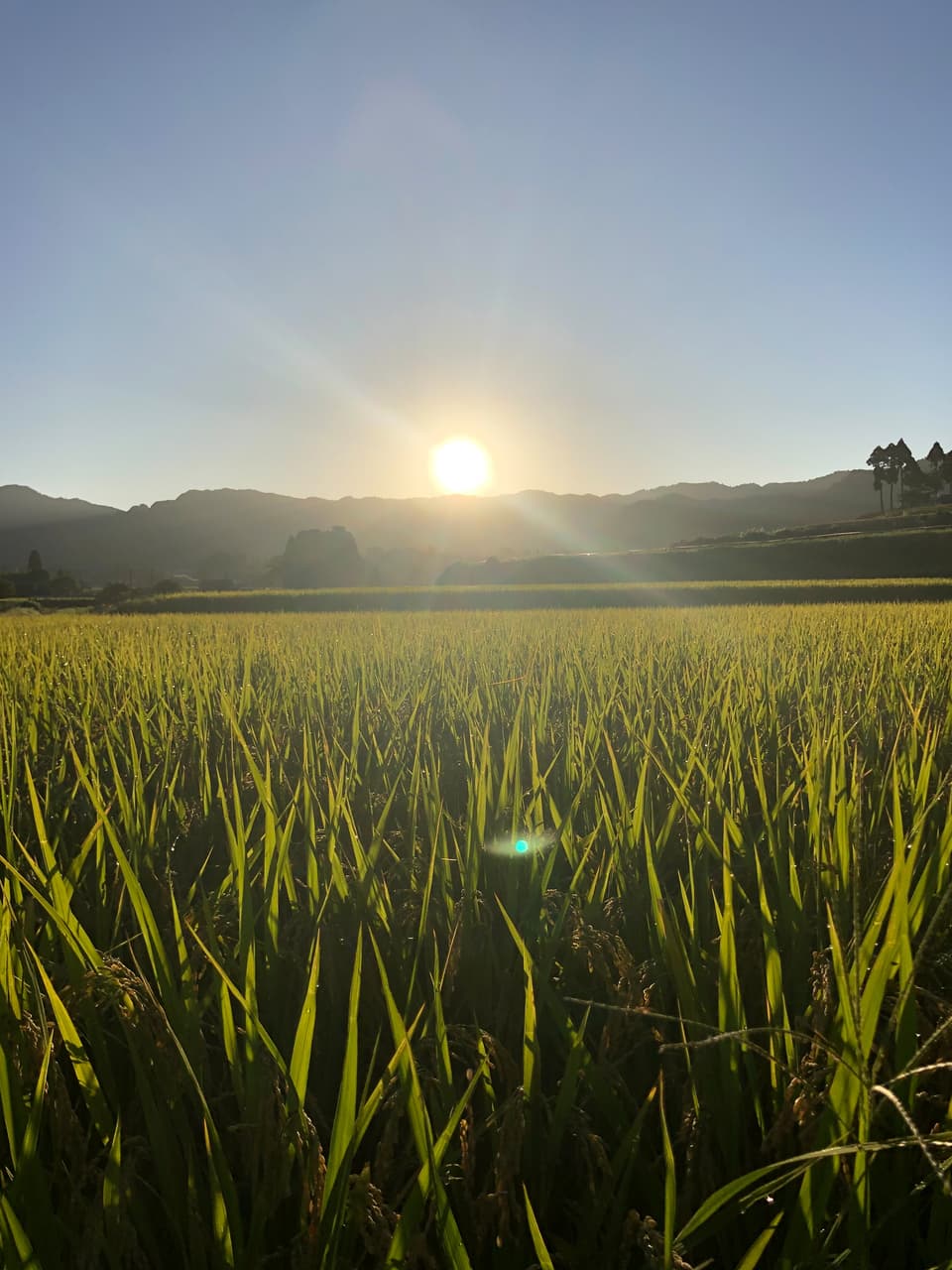 令和７年産  / 天日干しこしひかり玄米＜農薬・化成肥料・堆肥・除草剤不使用栽培＞