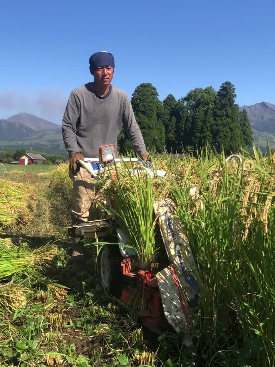 令和７年産  / 天日干しこしひかり玄米＜農薬・化成肥料・堆肥・除草剤不使用栽培＞