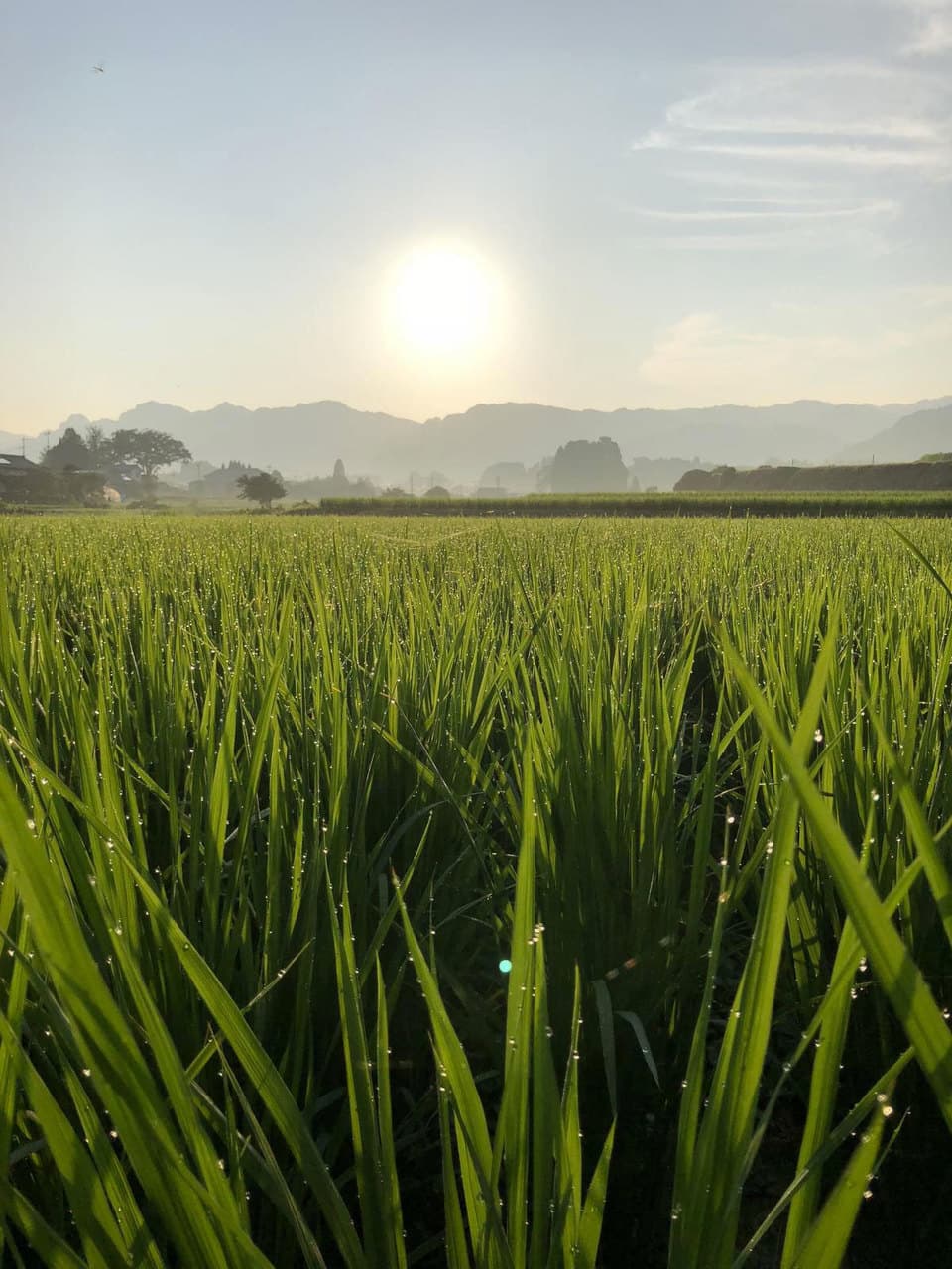 令和７年産  / 天日干しこしひかり精米＜農薬・化成肥料・堆肥・除草剤不使用栽培＞