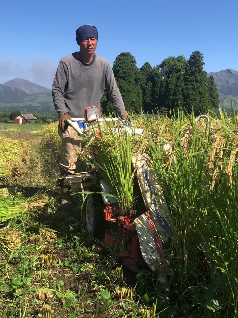 令和７年産  / 天日干しこしひかり精米＜農薬・化成肥料・堆肥・除草剤不使用栽培＞