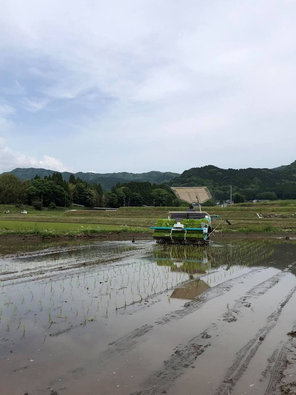令和７年産  / 湧水こしひかり玄米＜農薬・化成肥料・堆肥・除草剤不使用栽培＞