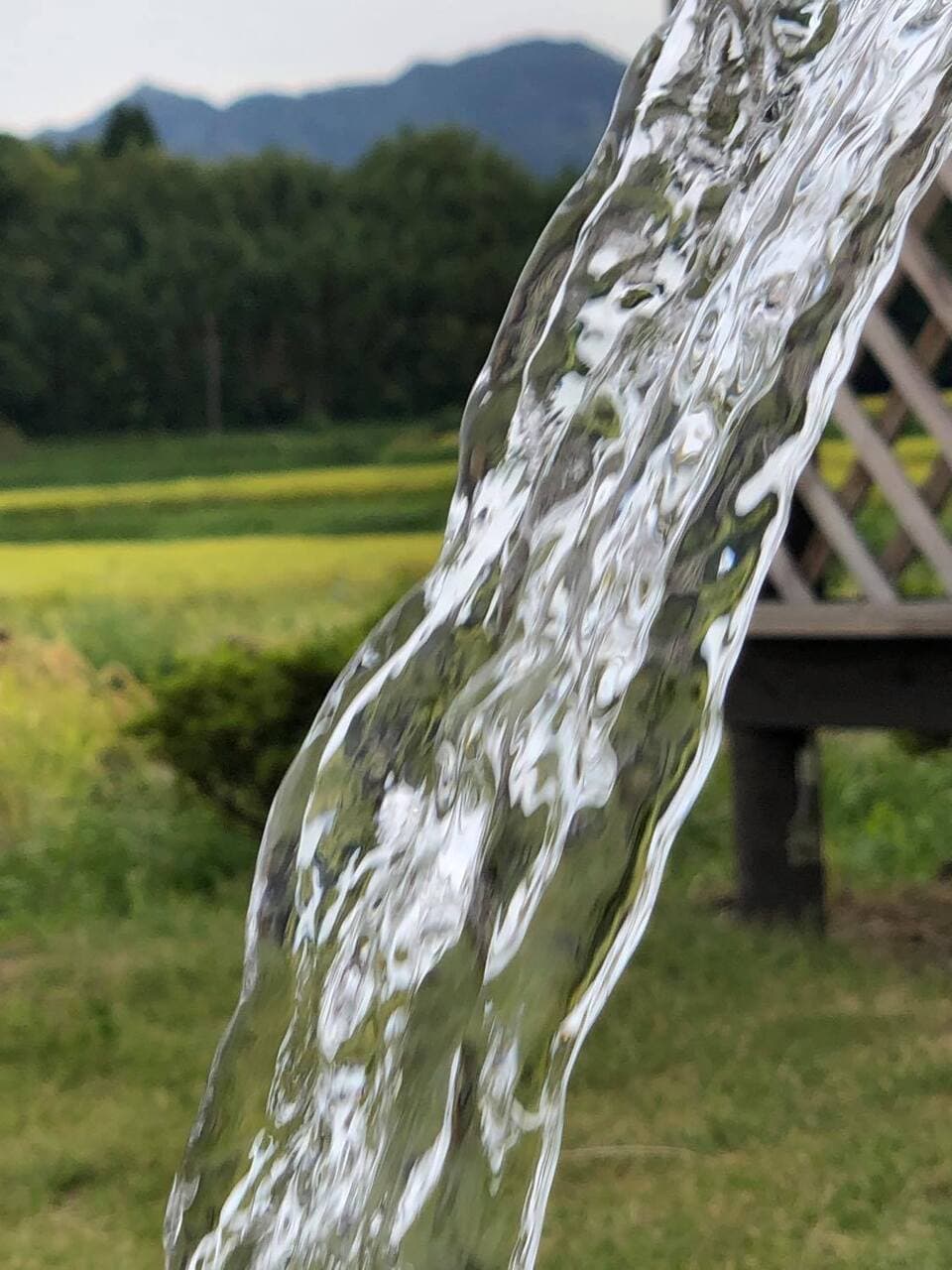 令和７年産  / 湧水こしひかり玄米＜農薬・化成肥料・堆肥・除草剤不使用栽培＞