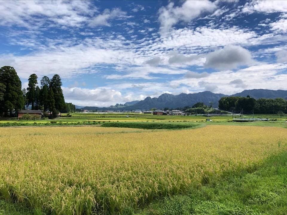 令和７年産  / 湧水こしひかり玄米＜農薬・化成肥料・堆肥・除草剤不使用栽培＞