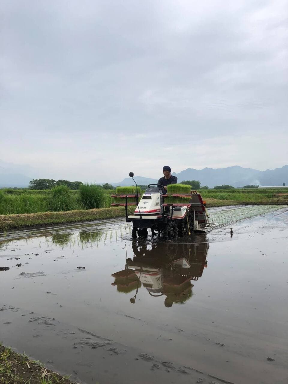 令和７年産  / 湧水こしひかり精米 ＜農薬・化成肥料・堆肥・除草剤不使用栽培＞